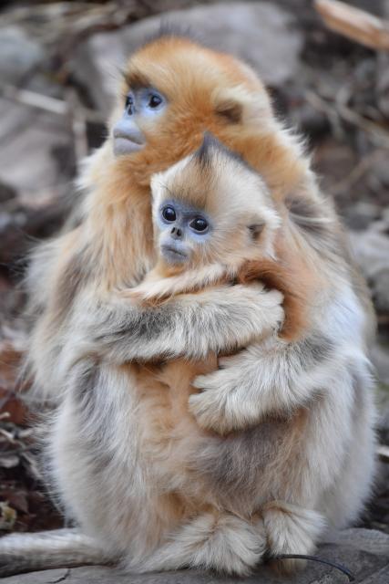 (251213) -- ZHOUZHI, Dec. 13, 2025 (Xinhua) -- Golden snub-nosed monkeys are pictured at the Zhouzhi National Nature Reserve in northwest China's Shaanxi Province, Dec. 11, 2025. Spanning the northern and southern slopes of the Qinling Mountains, the Zhouzhi National Nature Reserve is dedicated to protecting golden snub-nosed monkeys and other rare wildlife as well as their habitats.
  In recent years, the reserve has implemented multiple ecological restoration projects, leading to a steady increase in wildlife populations within the region. The population of golden snub-nosed monkeys here has expanded from over 1,200 to around 2,000. (Xinhua/Shao Rui)