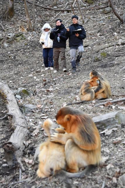 (251213) -- ZHOUZHI, Dec. 13, 2025 (Xinhua) -- Researchers from China's Northwest University observe golden snub-nosed monkeys at the Zhouzhi National Nature Reserve in northwest China's Shaanxi Province, Dec. 11, 2025. Spanning the northern and southern slopes of the Qinling Mountains, the Zhouzhi National Nature Reserve is dedicated to protecting golden snub-nosed monkeys and other rare wildlife as well as their habitats.
  In recent years, the reserve has implemented multiple ecological restoration projects, leading to a steady increase in wildlife populations within the region. The population of golden snub-nosed monkeys here has expanded from over 1,200 to around 2,000. (Xinhua/Shao Rui)