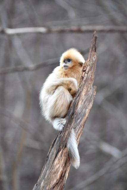 (251213) -- ZHOUZHI, Dec. 13, 2025 (Xinhua) -- A golden snub-nosed monkey is pictured at the Zhouzhi National Nature Reserve in northwest China's Shaanxi Province, Dec. 11, 2025. Spanning the northern and southern slopes of the Qinling Mountains, the Zhouzhi National Nature Reserve is dedicated to protecting golden snub-nosed monkeys and other rare wildlife as well as their habitats.
  In recent years, the reserve has implemented multiple ecological restoration projects, leading to a steady increase in wildlife populations within the region. The population of golden snub-nosed monkeys here has expanded from over 1,200 to around 2,000. (Xinhua/Shao Rui)