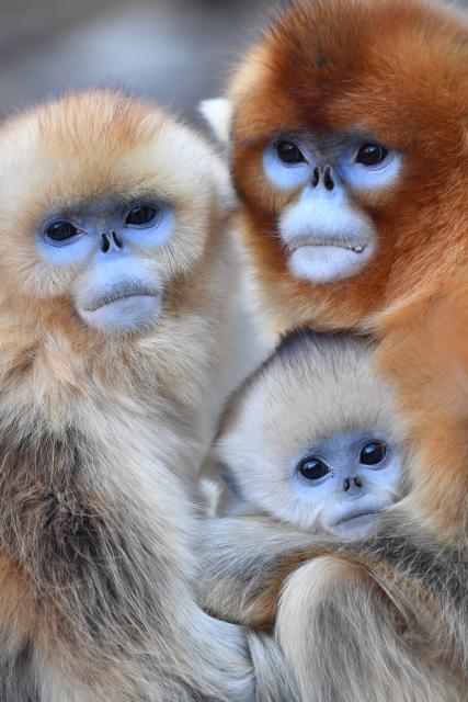 (251213) -- ZHOUZHI, Dec. 13, 2025 (Xinhua) -- Golden snub-nosed monkeys are pictured at the Zhouzhi National Nature Reserve in northwest China's Shaanxi Province, Dec. 11, 2025. Spanning the northern and southern slopes of the Qinling Mountains, the Zhouzhi National Nature Reserve is dedicated to protecting golden snub-nosed monkeys and other rare wildlife as well as their habitats.
  In recent years, the reserve has implemented multiple ecological restoration projects, leading to a steady increase in wildlife populations within the region. The population of golden snub-nosed monkeys here has expanded from over 1,200 to around 2,000. (Xinhua/Shao Rui)