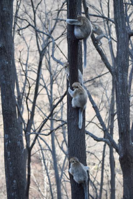(251213) -- ZHOUZHI, Dec. 13, 2025 (Xinhua) -- Golden snub-nosed monkeys are pictured at the Zhouzhi National Nature Reserve in northwest China's Shaanxi Province, Dec. 11, 2025. Spanning the northern and southern slopes of the Qinling Mountains, the Zhouzhi National Nature Reserve is dedicated to protecting golden snub-nosed monkeys and other rare wildlife as well as their habitats.
  In recent years, the reserve has implemented multiple ecological restoration projects, leading to a steady increase in wildlife populations within the region. The population of golden snub-nosed monkeys here has expanded from over 1,200 to around 2,000. (Xinhua/Shao Rui)