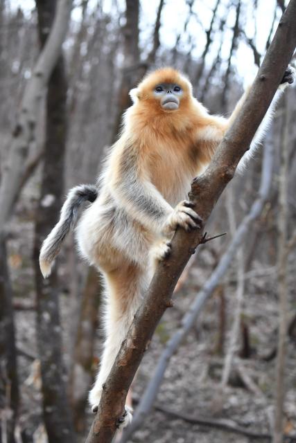 (251213) -- ZHOUZHI, Dec. 13, 2025 (Xinhua) -- A golden snub-nosed monkey is pictured at the Zhouzhi National Nature Reserve in northwest China's Shaanxi Province, Dec. 11, 2025. Spanning the northern and southern slopes of the Qinling Mountains, the Zhouzhi National Nature Reserve is dedicated to protecting golden snub-nosed monkeys and other rare wildlife as well as their habitats.
  In recent years, the reserve has implemented multiple ecological restoration projects, leading to a steady increase in wildlife populations within the region. The population of golden snub-nosed monkeys here has expanded from over 1,200 to around 2,000. (Xinhua/Shao Rui)