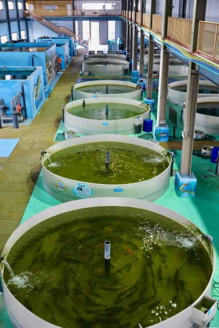 (251213) -- YINCHUAN, Dec. 13, 2025 (Xinhua) -- This photo shows an interior view of an aquaculture workshop in Helan County, Yinchuan, northwest China's Ningxia Hui Autonomous Region, Dec. 12, 2025. Helan County has been exploring the potential of aquaculture on its saline-alkali land in recent years. (Xinhua/Yang Zhisen)