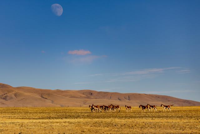 (251214) -- BEIJING, Dec. 14, 2025 (Xinhua) -- This photo taken on Dec. 1, 2025 shows kiangs (Equus kiang) pictured at the Changtang National Nature Reserve, southwest China's Xizang Autonomous Region.
  Located in the northern part of Xizang with an average altitude exceeding 4,500 meters, the Changtang National Nature Reserve is home to over 30 kinds of wild animals listed on China's national-level protection catalogue, including Tibetan antelopes and wild yaks. (Xinhua/Jiang Fan)