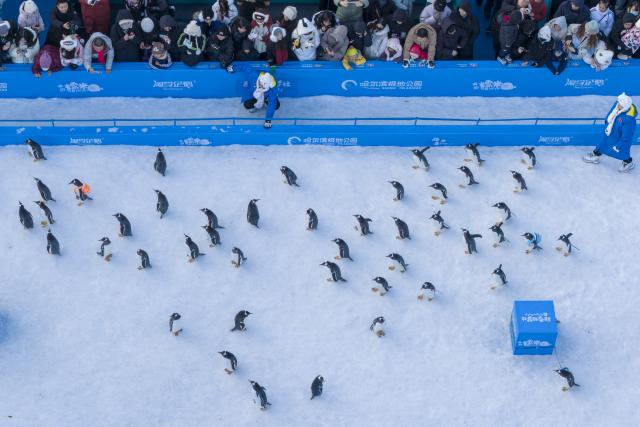 (251214) -- BEIJING, Dec. 14, 2025 (Xinhua) -- An aerial drone photo taken on Dec. 13, 2025 shows a penguin parade event at Harbin Polarpark in Harbin, capital of northeast China's Heilongjiang Province.
  Harbin Polarpark held a penguin parade with 100 Antarctic penguins on Saturday. (Xinhua/Zhang Tao)