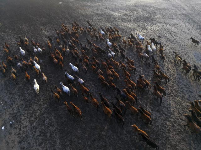 (251214) -- KAYSERI, Dec. 14, 2025 (Xinhua) -- An aerial drone photo taken on Dec. 13, 2025 shows a herd of wild horses at Sultan Reedy National Park in Kayseri, Türkiye. (Mustafa Kaya/Handout via Xinhua)