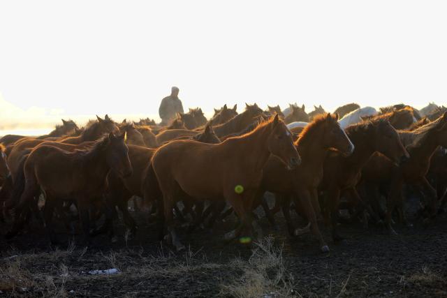 (251214) -- KAYSERI, Dec. 14, 2025 (Xinhua) -- A herd of wild horses are seen at Sultan Reedy National Park in Kayseri, Türkiye, on Dec. 13, 2025. (Mustafa Kaya/Handout via Xinhua)