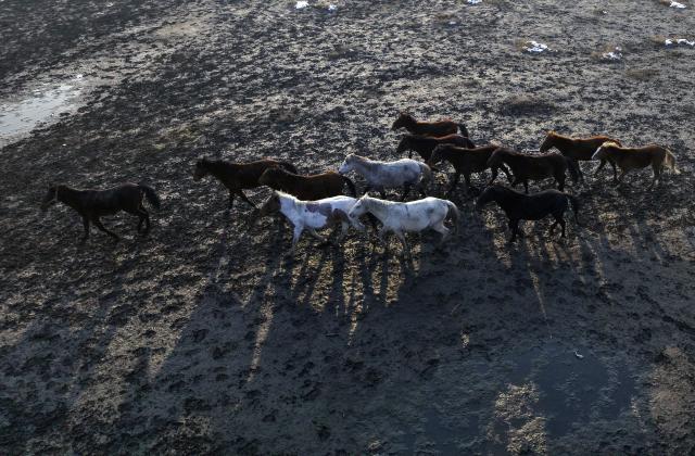 (251214) -- KAYSERI, Dec. 14, 2025 (Xinhua) -- An aerial drone photo taken on Dec. 13, 2025 shows a herd of wild horses at Sultan Reedy National Park in Kayseri, Türkiye. (Mustafa Kaya/Handout via Xinhua)