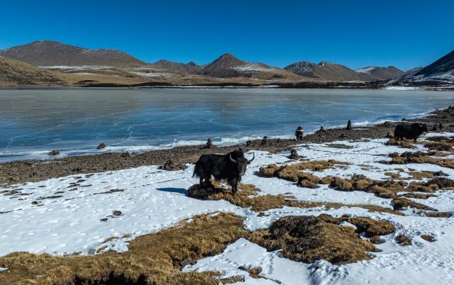 (251214) -- LHASA, Dec. 14, 2025 (Xinhua) -- A drone photo taken on Dec. 13, 2025 shows yaks by a lake in Maizhokunggar County, southwest China's Xizang Autonomous Region. (Xinhua/Tenzin Nyida)