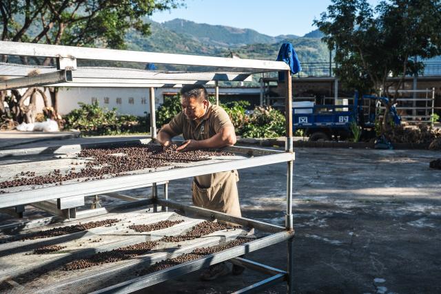 (251214) -- KUNMING, Dec. 14, 2025 (Xinhua) -- Li Jinhe dries coffee beans in Tangxi Village of Mangkuan Township, Baoshan City, southwest China's Yunnan Province, Nov. 15, 2025.
  Mandabatmaz, a Turkish cafe, is located in a small alley beside Istiklal Avenue in Istanbul.
  The owner, Can Ozmen, took over this small coffee shop with a history of nearly sixty years from his parents. To carry on the tradition, he still insists on brewing coffee with copper pots. Ozmen introduced that Turkish coffee should be consumed with coffee grounds, which makes Turkish coffee unique. "Unlike other coffees, which are filtered, Turkish coffee is enjoyed in its entirety," Ozmen explained.
  Turkish coffee has a long history and was inscribed on UNESCO's Representative List of the Intangible Cultural Heritage of Humanity in 2013.
  While in China, a riverside cafe in Yunnan also wins fame among coffee lovers.
  Li Jinhe, 53, has operated his cafe in Mangkuan under Baoshan City in Gaoligong Mountains for 14 years.
  His "flame-brewed coffee", which made by a blowtorch to heat beneath siphon pots, has taken the Internet by storm for its originality, turning his cafe into a viral sensation.
  Tourists said that the coffee shop by the Nujiang River has broken the stereotype of urban coffee, and coffee should be a daily drink integrated into life.
  "I grew up here, and love Gaoligong Mountains," said Li. The Gaoligong Mountains, where fertile soil, ideal temperatures and abundant sunlight situate it within the global coffee-growing belt, boast small-bean coffee. "It is my unwavering commitment to promote local small-bean coffee," added Li.
  Although made by different ways, both Turkish and Chinese coffee tell the story of people's pursuit of life with warmth and aroma. (Xinhua/Wang Guansen)