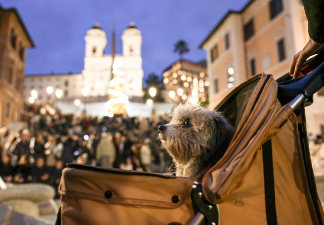 (251215) -- ROME, Dec. 15, 2025 (Xinhua) -- A dog is seen in a trolley at Piazza di Spagna in Rome, Italy, Dec. 14, 2025. (Xinhua/Li Jing)