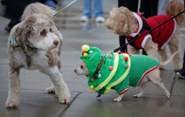(251215) -- RICHMOND, Dec. 15, 2025 (Xinhua) -- Dogs dressed in festive attire take part in the annual Holiday Dog Parade in Richmond, British Columbia, Canada, Dec. 14, 2025. (Photo by Liang Sen/Xinhua)
