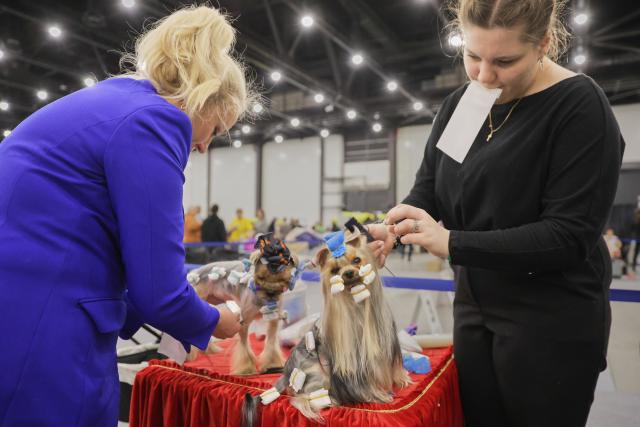 (251215) -- ST. PETERSBURG, Dec. 15, 2025 (Xinhua) -- Pet groomers dress up dogs at the 2025 Pet Show in St. Petersburg, Russia, Dec. 14, 2025. The event brings together over 3,000 dogs and 800 cats. (Photo by Irina Motina/Xinhua)