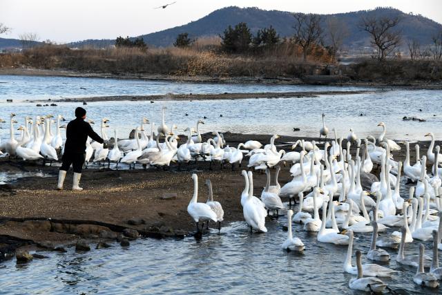 (251215) -- JINAN, Dec. 15, 2025 (Xinhua) -- A staff member feeds whooper swans at the Rongcheng Swan National Nature Reserve in east China's Shandong Province, Feb. 14, 2023. (Xinhua/Li Ziheng)
