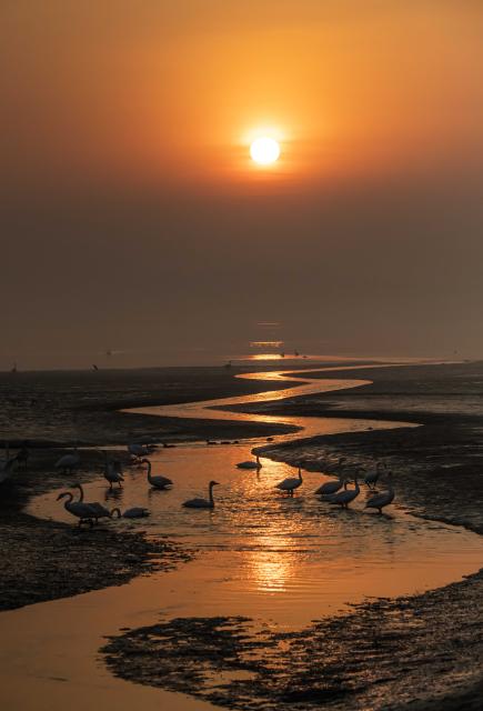 (251215) -- JINAN, Dec. 15, 2025 (Xinhua) -- A drone photo taken on Dec. 7, 2025 shows whooper swans in Chengshan Town of Rongcheng City, east China's Shandong Province. (Photo by Li Xinjun/Xinhua)