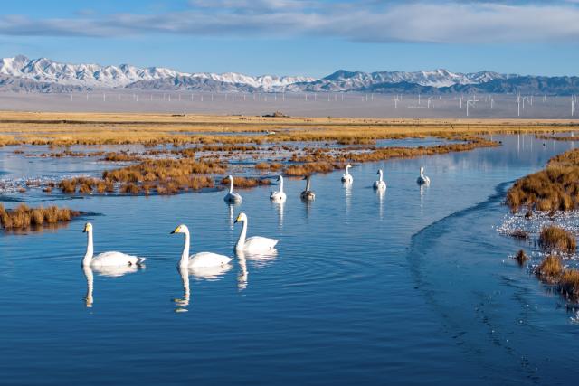 (251215) -- JINAN, Dec. 15, 2025 (Xinhua) -- An aerial drone photo taken on Nov. 14, 2025 shows whooper swans at the Xiaosugan lake nature reserve in Kazak Autonomous County of Aksay, northwest China's Gansu Province. (Xinhua/Lang Bingbing)
