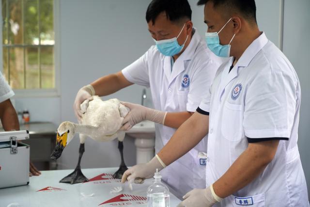 (251215) -- JINAN, Dec. 15, 2025 (Xinhua) -- Staff members perform a health checkup for a swan in a protection station of the Poyang Lake National Nature Reserve in Yongxiu County, east China's Jiangxi Province, July 15, 2023. (Xinhua/Wan Xiang)