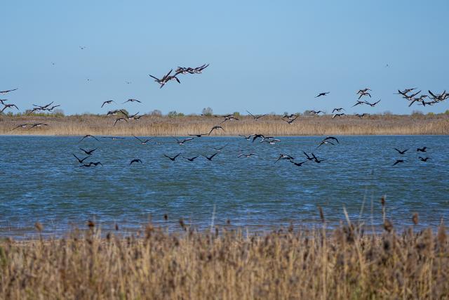 (251215) -- JINAN, Dec. 15, 2025 (Xinhua) -- A flock of migratory birds fly above the Yellow River Delta National Nature Reserve in Dongying, east China's Shandong Province, Nov. 13, 2025. (Xinhua/Zhu Zheng)