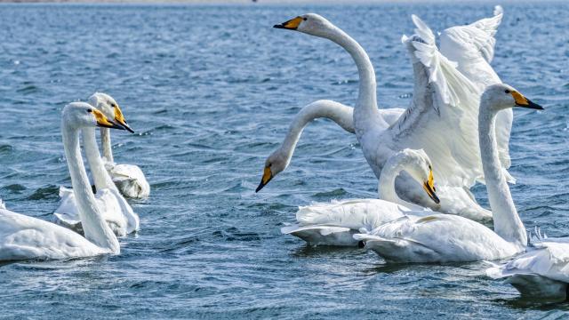 (251215) -- JINAN, Dec. 15, 2025 (Xinhua) -- A drone photo shows wintering whooper swans in Rongcheng, east China's Shandong Province, Oct. 18, 2025. (Photo by Li Xinjun/Xinhua)