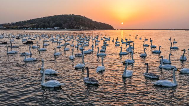 (251215) -- JINAN, Dec. 15, 2025 (Xinhua) -- A drone photo taken on Nov. 29, 2025 shows whooper swans in Yandunjiao Village of Lidao Town in Rongcheng City, east China's Shandong Province. (Photo by Li Xinjun/Xinhua)