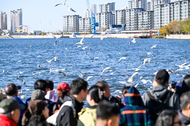 (251215) -- JINAN, Dec. 15, 2025 (Xinhua) -- People view seagulls by the Haihe River in north China's Tianjin, Nov. 13, 2025. (Xinhua/Zhao Zishuo)