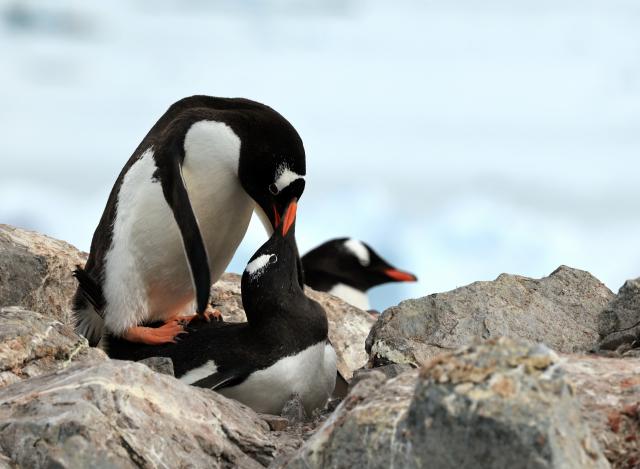 (251215) -- ANTARCTICA, Dec. 15, 2025 (Xinhua) -- Penguins are seen on Petermann Island in Antarctica, Dec. 12, 2025. The Antarctic ice and snow melt in large quantities during the height of summer, when the weather is relatively mild and the days are long. It is not only the high season for penguins to mate and hatch their chicks, but also the best time for whale watching. (Photo by Yang Shu/Xinhua)