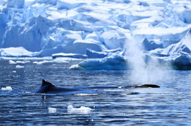 (251215) -- ANTARCTICA, Dec. 15, 2025 (Xinhua) -- Whales are seen in Penola Strait in Antarctica, Dec. 12, 2025. The Antarctic ice and snow melt in large quantities during the height of summer, when the weather is relatively mild and the days are long. It is not only the high season for penguins to mate and hatch their chicks, but also the best time for whale watching. (Photo by Yang Shu/Xinhua)