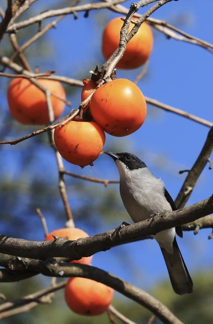 (251216) -- BEIJING, Dec. 16, 2025 (Xinhua) -- A bird eats persimmon on a branch in Qujing City, southwest China's Yunnan Province, Dec. 11, 2025. (Photo by Sun Wenlai/Xinhua)
