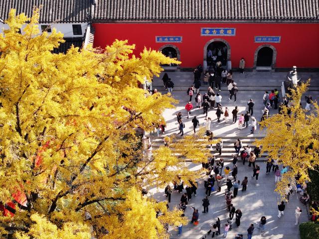 (251216) -- BEIJING, Dec. 16, 2025 (Xinhua) -- A drone photo taken on Nov. 29, 2025 shows tourists enjoying sightseeing under a ginkgo tree at Qixia mountain scenic spot in Nanjing City, east China's Jiangsu Province. (Photo by Liu Jianhua/Xinhua)