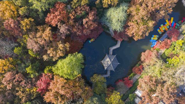 (251216) -- BEIJING, Dec. 16, 2025 (Xinhua) -- An aerial drone photo taken on Nov. 28, 2025 shows tourists visiting Yushan national forest park in Changshu City, east China's Jiangsu Province. (Photo by Wang Xuzhong/Xinhua)
