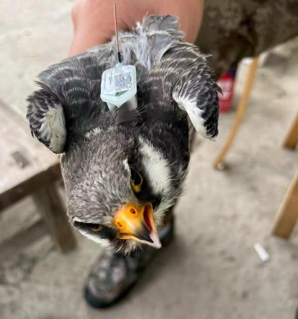 (251216) -- YANTAI, Dec. 16, 2025 (Xinhua) -- A conservation staff member puts a transmitter on a red-footed falcon on Daheishan islet, a part of Changdao National Nature Reserve in the city of Yantai, east China's Shandong Province, Oct. 15, 2025. TO GO WITH "Feature: Lost at sea, found in Africa: a red-footed falcon's legendary flight from China" (Xinhua)