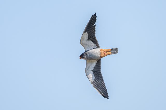 (251216) -- YANTAI, Dec. 16, 2025 (Xinhua) -- This undated file photo shows a red-footed falcon flying in the sky. TO GO WITH "Feature: Lost at sea, found in Africa: a red-footed falcon's legendary flight from China" (Photo by Liu Binbin/Xinhua)