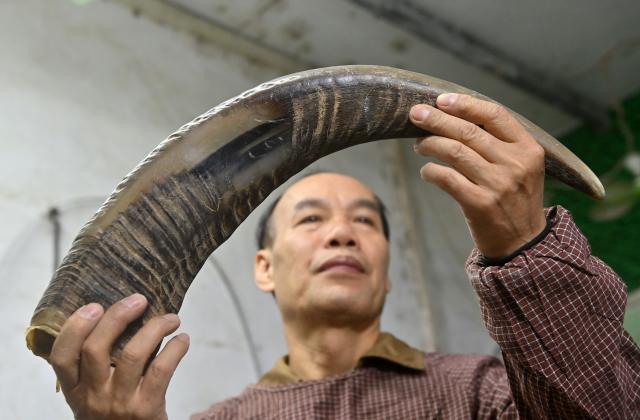 (251216) -- NANNING, Dec. 16, 2025 (Xinhua) -- Ye Hualiang, an inheritor of the Wuling ox horn carving technique, picks ox horns for processing in Wuling Town of Binyang County, south China's Guangxi Zhuang Autonomous Region, Dec. 16, 2025. The Wuling ox horn carving technique of Binyang County is a local traditional craft with a history of over three centuries. In recent years, Binyang County has been encouraging industrial innovation in the development of ox corn products such as combs, massage hammers, tea sets and pen caps. Every year, some six million ox horn products are produced in the county with considerable market acceptance. (Xinhua/Lu Boan)
