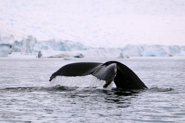 (251217) -- ANTARCTICA, Dec. 17, 2025 (Xinhua) -- A humpback whale is seen near Almirante Brown Antarctic Base in Antarctica, Dec. 13, 2025. (Photo by Yang Shu/Xinhua)