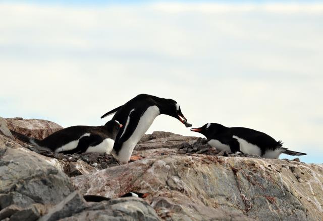 (251217) -- ANTARCTICA, Dec. 17, 2025 (Xinhua) -- A gentoo penguin carries a stone to reinforce its nest on Petermann Island, Antarctica, Dec. 12, 2025. (Photo by Yang Shu/Xinhua)