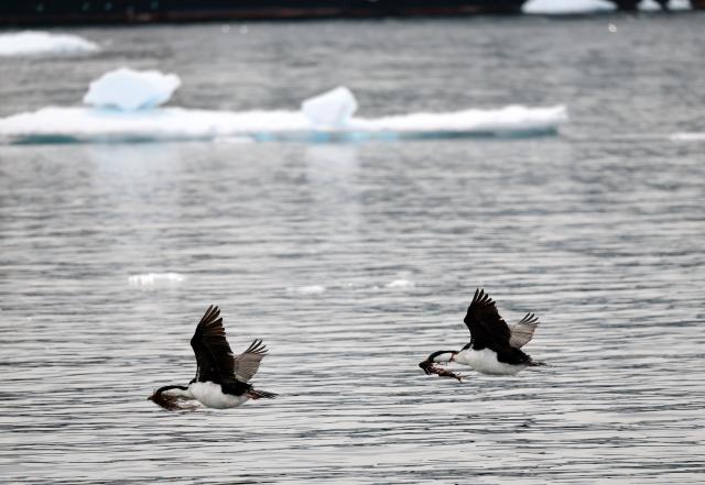 (251217) -- ANTARCTICA, Dec. 17, 2025 (Xinhua) -- Two Antarctic shags are seen in Antarctica, Dec. 13, 2025. (Photo by Yang Shu/Xinhua)
