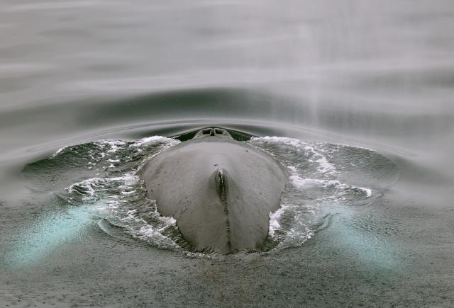 (251217) -- ANTARCTICA, Dec. 17, 2025 (Xinhua) -- A humpback whale is seen in Damoy Point, Antarctica, Dec. 15, 2025. (Photo by Yang Shu/Xinhua)