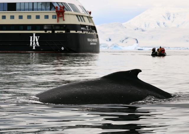 (251217) -- ANTARCTICA, Dec. 17, 2025 (Xinhua) -- A humpback whale is seen with a cruise ship in the background in Antarctica, Dec. 13, 2025. (Photo by Yang Shu/Xinhua)