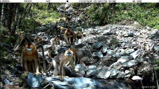 (251217) -- WUHAN, Dec. 17, 2025 (Xinhua) -- This infrared camera video screenshot shows golden snub-nosed monkeys in Badong Golden Monkey National Nature Reserve in central China's Hubei Province, May 11, 2025. TO GO WITH "Across China: More golden hair monkeys move downhill amid better protection" (Xinhua)