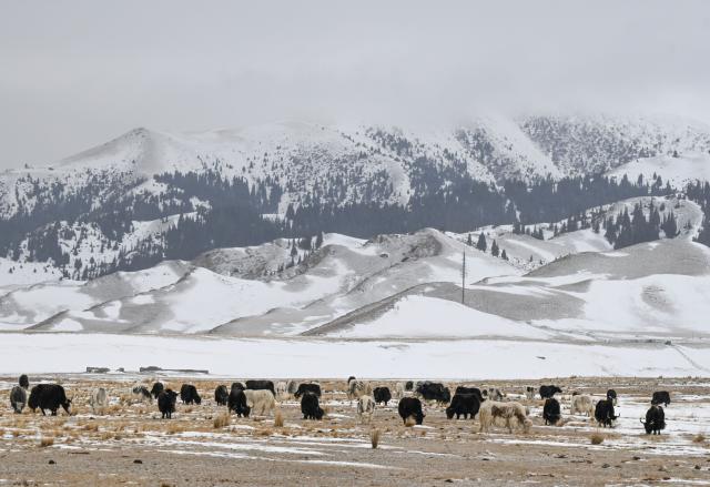 (251217) -- URUMQI, Dec. 17, 2025 (Xinhua) -- A herd of cattle forage by the Sayram Lake in Bortala Mongolian Autonomous Prefecture, northwest China's Xinjiang Uygur Autonomous Region, Dec. 15, 2025. (Xinhua/Wang Fei)