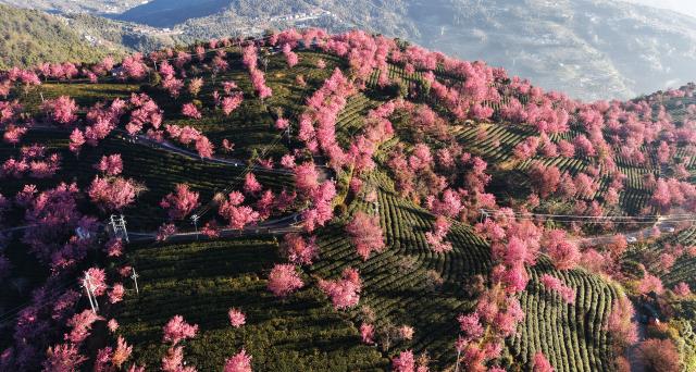 (251218) -- BEIJING, Dec. 18, 2025 (Xinhua) -- An aerial drone photo taken on Dec. 16, 2025 shows winter cherry blossoms in Nanjian Yi Autonomous County, southwest China's Yunnan Province. (Photo by Liang Zhiqiang/Xinhua)