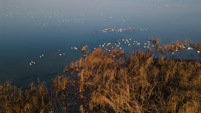 (251218) -- CHUZHOU, Dec. 18, 2025 (Xinhua) -- An aerial drone photo shows swans swimming at Minghu Park in Chuzhou, east China's Anhui Province, Dec. 16, 2025. The city park has attracted many migratory birds for wintering with its good water quality, lush aquatic plants and abundant fish and shrimp resources. (Xinhua/Zhang Duan)
