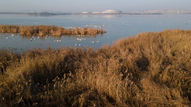 (251218) -- CHUZHOU, Dec. 18, 2025 (Xinhua) -- A drone photo shows swans swimming at Minghu Park in Chuzhou, east China's Anhui Province, Dec. 16, 2025. The city park has attracted many migratory birds for wintering with its good water quality, lush aquatic plants and abundant fish and shrimp resources. (Xinhua/Zhang Duan)