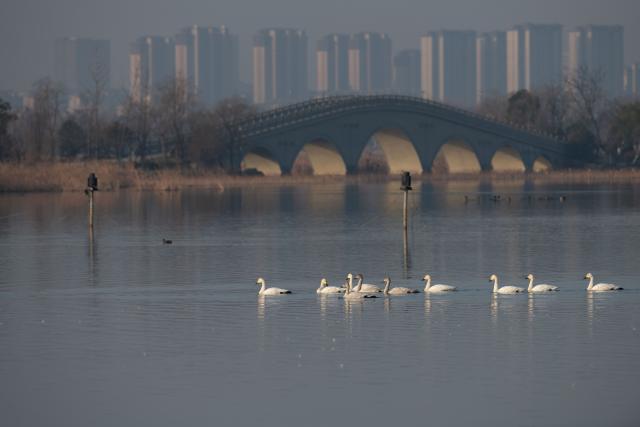 (251218) -- CHUZHOU, Dec. 18, 2025 (Xinhua) -- A drone photo shows swans swimming at Minghu Park in Chuzhou, east China's Anhui Province, Dec. 16, 2025. The city park has attracted many migratory birds for wintering with its good water quality, lush aquatic plants and abundant fish and shrimp resources. (Xinhua/Zhang Duan)