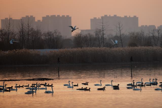 (251218) -- CHUZHOU, Dec. 18, 2025 (Xinhua) -- Migratory birds swim at Minghu Park in Chuzhou, east China's Anhui Province, Dec. 16, 2025. The city park has attracted many migratory birds for wintering with its good water quality, lush aquatic plants and abundant fish and shrimp resources. (Xinhua/Zhang Duan)
