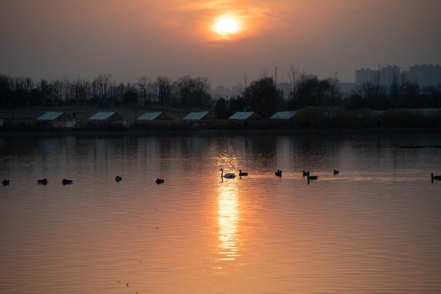 (251218) -- CHUZHOU, Dec. 18, 2025 (Xinhua) -- Migratory birds are seen at Minghu Park in Chuzhou, east China's Anhui Province, Dec. 16, 2025. The city park has attracted many migratory birds for wintering with its good water quality, lush aquatic plants and abundant fish and shrimp resources. (Xinhua/Zhang Duan)