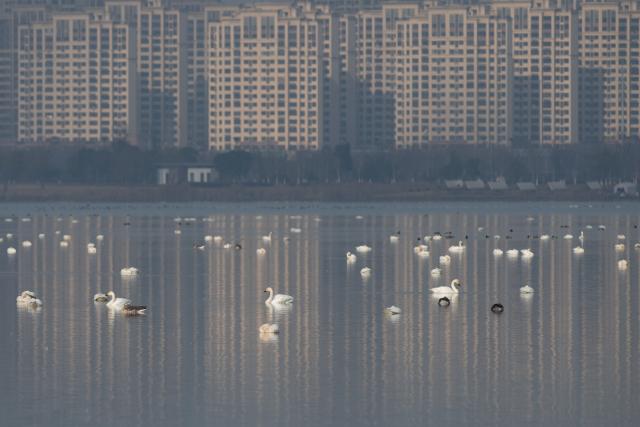 (251218) -- CHUZHOU, Dec. 18, 2025 (Xinhua) -- Migratory birds rest at Minghu Park in Chuzhou, east China's Anhui Province, Dec. 16, 2025. The city park has attracted many migratory birds for wintering with its good water quality, lush aquatic plants and abundant fish and shrimp resources. (Xinhua/Zhang Duan)