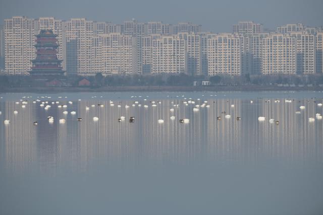 (251218) -- CHUZHOU, Dec. 18, 2025 (Xinhua) -- Migratory birds rest at Minghu Park in Chuzhou, east China's Anhui Province, Dec. 16, 2025. The city park has attracted many migratory birds for wintering with its good water quality, lush aquatic plants and abundant fish and shrimp resources. (Xinhua/Zhang Duan)
