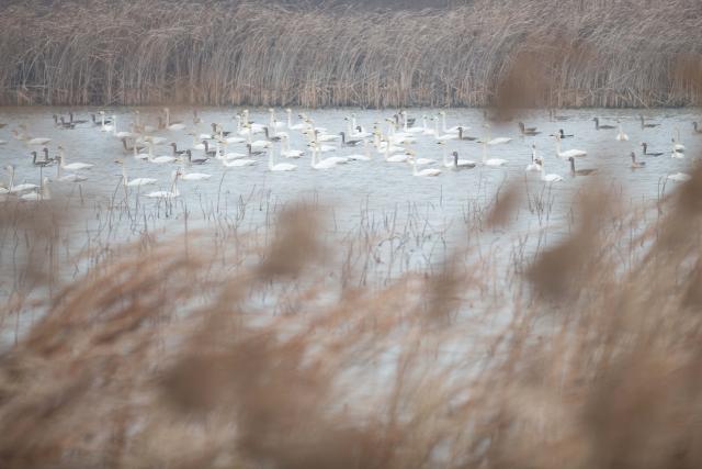 (251218) -- CHUZHOU, Dec. 18, 2025 (Xinhua) -- Migratory birds rest at Minghu Park in Chuzhou, east China's Anhui Province, Dec. 13, 2025. The city park has attracted many migratory birds for wintering with its good water quality, lush aquatic plants and abundant fish and shrimp resources. (Xinhua/Zhang Duan)