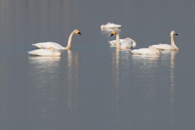 (251218) -- CHUZHOU, Dec. 18, 2025 (Xinhua) -- Swans are seen at Minghu Park in Chuzhou, east China's Anhui Province, Dec. 16, 2025. The city park has attracted many migratory birds for wintering with its good water quality, lush aquatic plants and abundant fish and shrimp resources. (Xinhua/Zhang Duan)